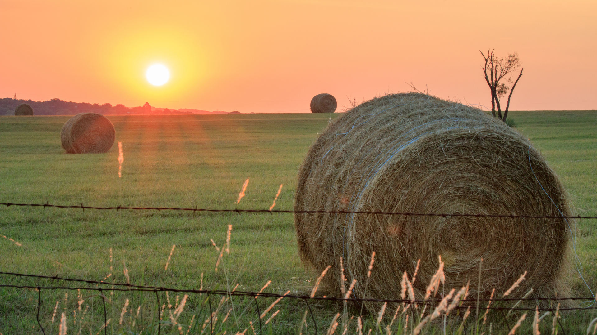 eastern plains