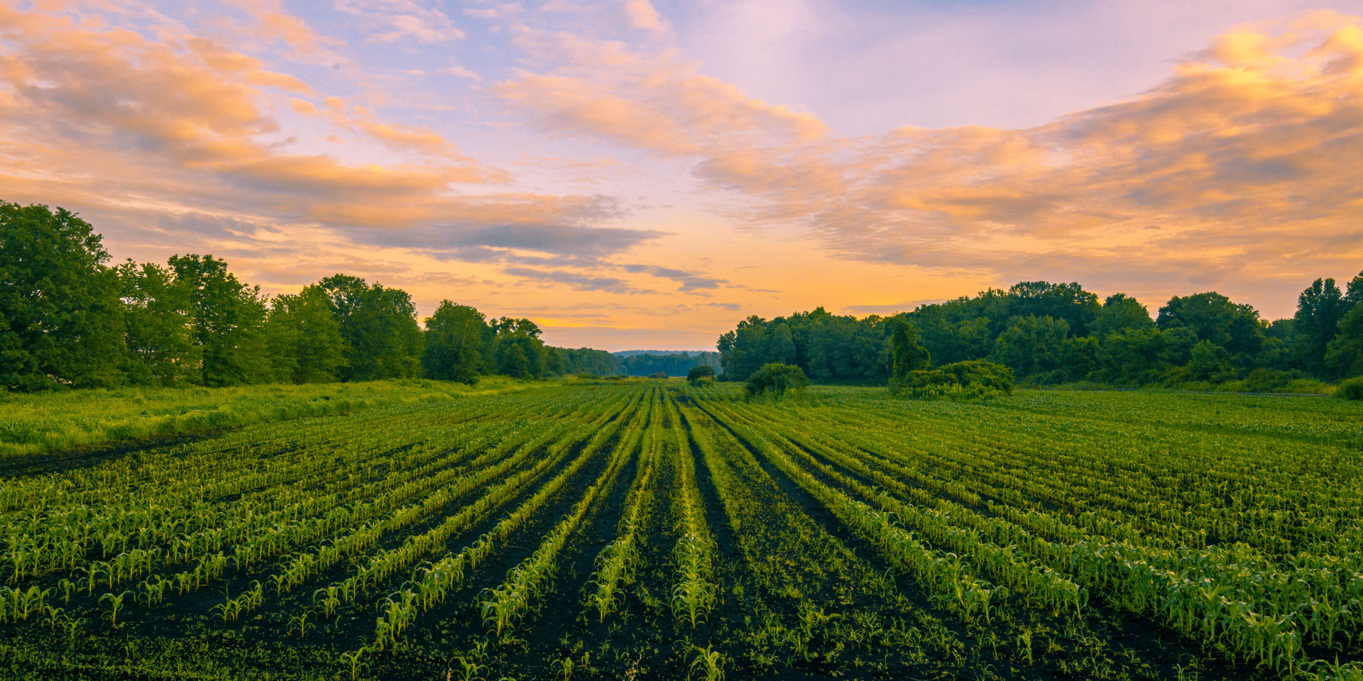 rural field